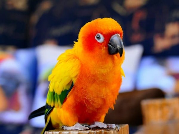 Can parrots live safely with other bird species?