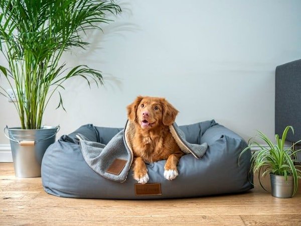 How to create a safe and comfortable sleeping area for pets who prefer to sleep outdoors?
