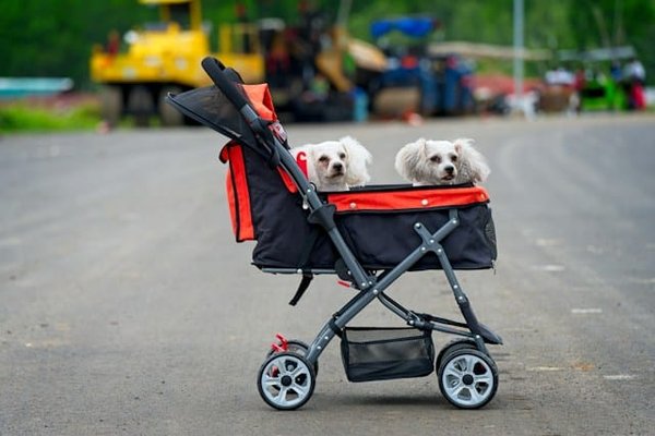 How to safely use pet strollers for pets with limited mobility?